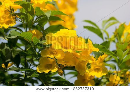 Close Up Of Yellow Flower, Yellow Elder