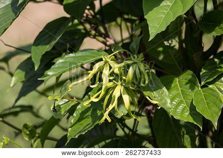 Yellow Desmos Chinensis Flower