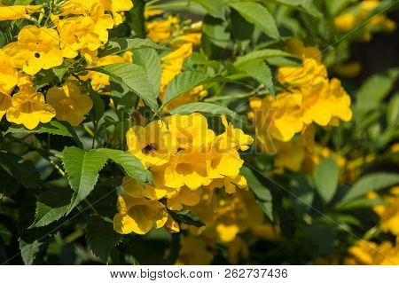Close Up Of Yellow Flower, Yellow Elder