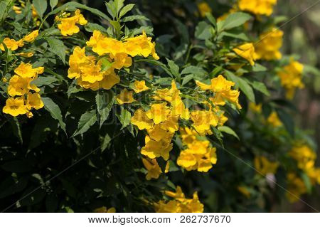 Close Up Of Yellow Flower, Yellow Elder