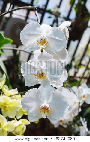Beautiful Pink Orchid Branch Variety Phalaenopsis Singolo On Abstract Blurred Background