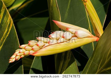 Closeup of Shell ginger flower, also called Pink porcelain lily, Variegated ginger, Butterfly ginger (Alpinia zerumbet)