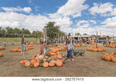 Pumpkins Decoration With Rope And String Light Bulbs At Local Farm In Texas, Usa