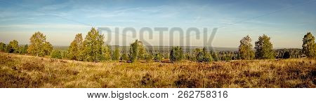 Golden Autumn In The Lüneburg Heath Near Undeloh