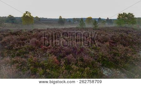 Golden Autumn In The Lüneburg Heath Near Undeloh