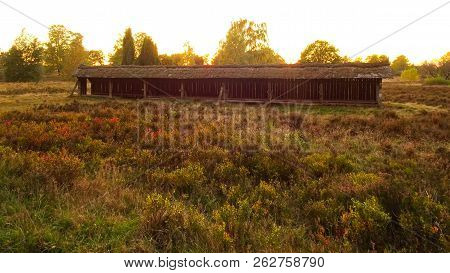 Golden Autumn In The Lüneburg Heath Near Undeloh