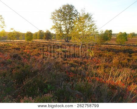Golden Autumn In The Lüneburg Heath Near Undeloh