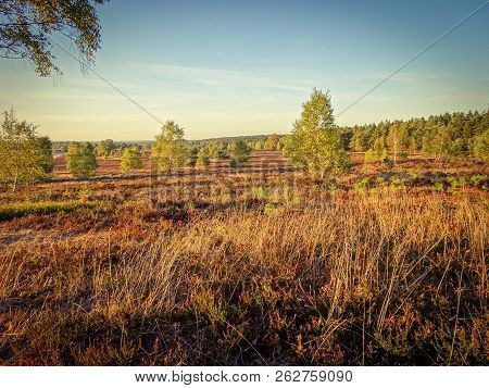 Golden Autumn In The Lüneburg Heath Near Undeloh