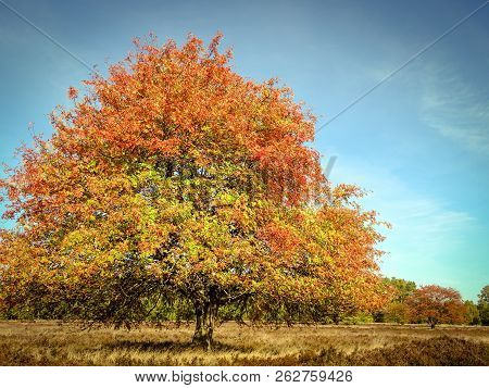 Golden Autumn In The Lüneburg Heath Near Undeloh