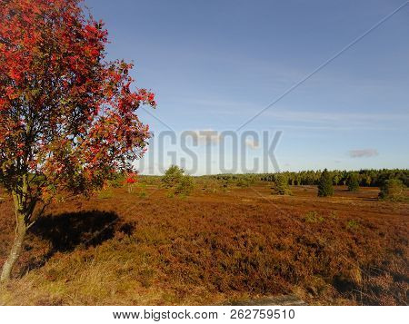 Golden Autumn In The Lüneburg Heath Near Undeloh