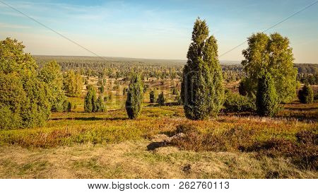 Golden Autumn In The Lüneburg Heath Near Undeloh