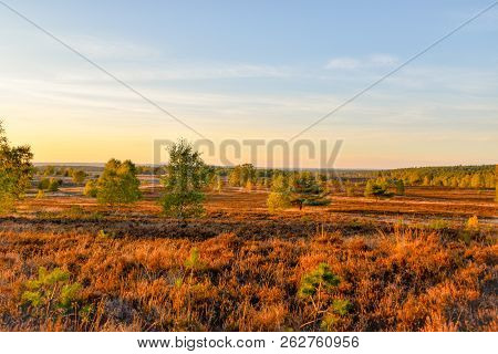 Golden Autumn In The Lüneburg Heath Near Undeloh