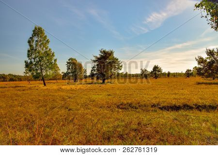Golden Autumn In The Lüneburg Heath Near Undeloh