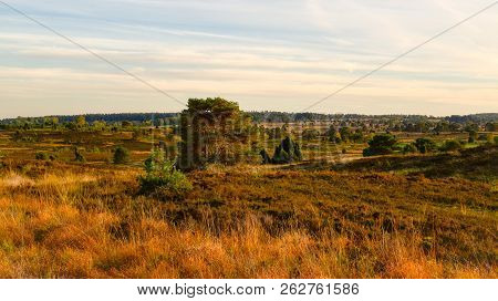 Golden Autumn In The Lüneburg Heath Near Undeloh