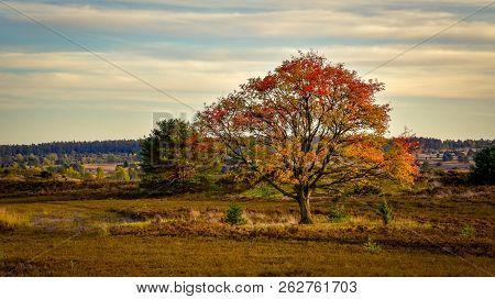 Golden Autumn In The Lüneburg Heath Near Undeloh