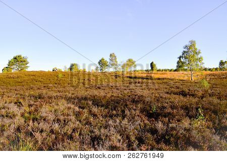 Golden Autumn In The Lüneburg Heath Near Undeloh