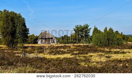 Golden Autumn In The Lüneburg Heath Near Undeloh