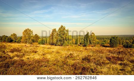 Golden Autumn In The Lüneburg Heath Near Undeloh