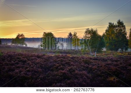 Golden Autumn In The Lüneburg Heath Near Undeloh