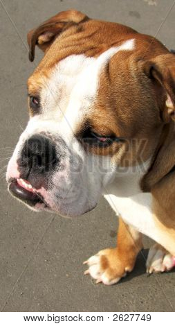 Engelsk bulldog