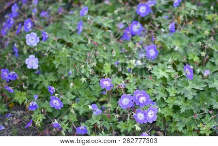 Colorful Flowers During Autumn Season. Nice To Juse As Background Or For Gardening.