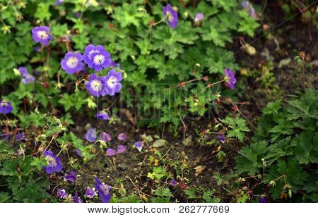 Colorful Flowers During Autumn Season. Nice To Juse As Background Or For Gardening.