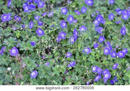 Colorful Flowers During Autumn Season. Nice To Juse As Background Or For Gardening.