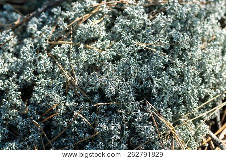 Forest Moss Lichen Cladonia Rangiferina. Akvavit Cooking Base. Macro Close Up.