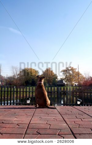 Cane sul Patio