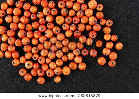 Red Hawthorn Fruit, On Black Background
Medicinal Fruit Red Hawthorn, Alternative Medicine And Hawth
