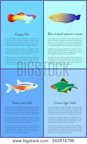 Ocean And Sea Fishes Isolated On Color Backdrops Vector Illustrations, Guppy And Neon Tetra Near Exo