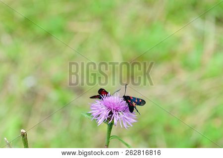 A Six-spot Burnet Moth -zygaena Filipendulae- Sitting On Knapweed -centaurea Genus- Flower, In The I