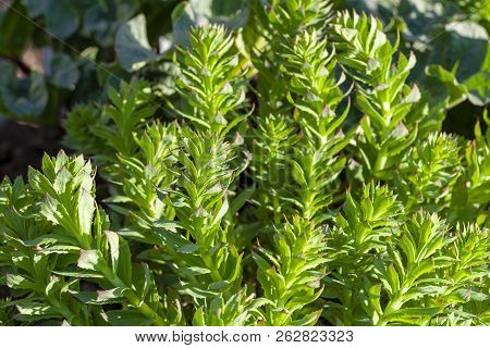 Green Stems Of Rhodiola Rosea In Spring, Close-up.