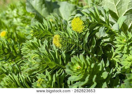 Green Stems Of Rhodiola Rosea In Spring, Close-up.