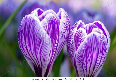 First Spring Flowers, Groups Of Violet Or Lilac Crocuses