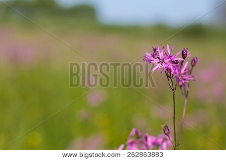 Blooming Sticky Catchflies (silene Viscaria) In The Green Summer Meadow