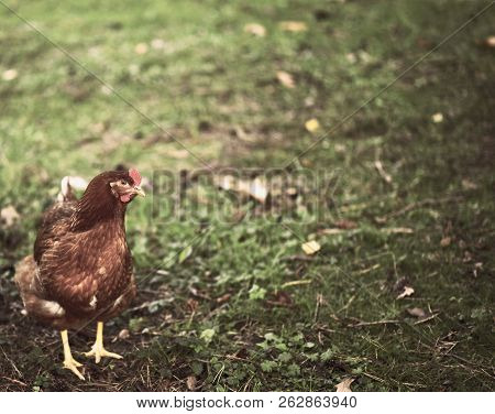Chicken Searcing For Food In Publick Park, During Autumn Season.