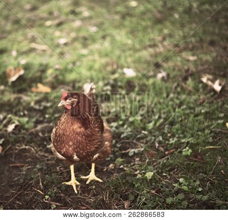 Chicken Searcing For Food In Publick Park, During Autumn Season.