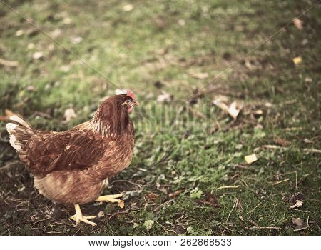 Chicken Searcing For Food In Publick Park, During Autumn Season.