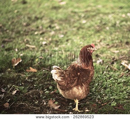 Chicken Searcing For Food In Publick Park, During Autumn Season.