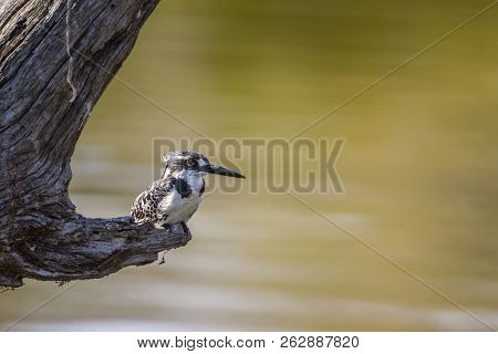 Pied Kingfisher In Kruger National Park, South Africa ; Specie Ceryle Rudis Family Of Alcedinidae