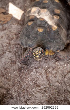 Red-foot Tortoise Chelonoidis Carbonaria Forages Along The Ground