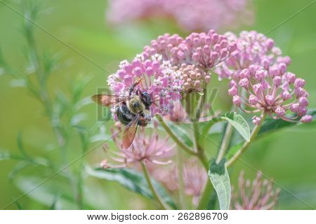 Close-up Of Pink Flowering Plant And A Bee
