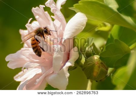 Close-up Of Pink Flowering Plant And A Bee