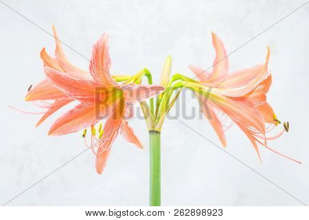 Blooming Amaryllis Flower Isolated On White Background
