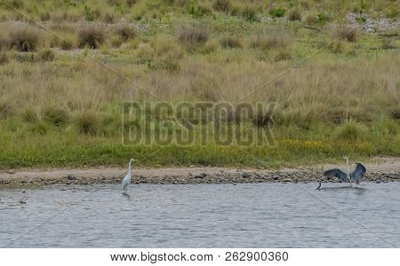 Gray Heron With Wings Extended And Common Egret Together In Shallow Water Near Shore With Cormorant 