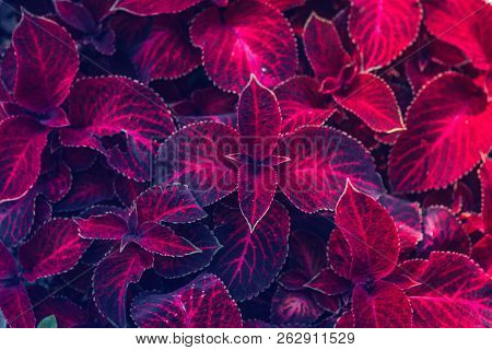 Red Coleus Painted Nettle (solenostemon Scutellaroides) Plant