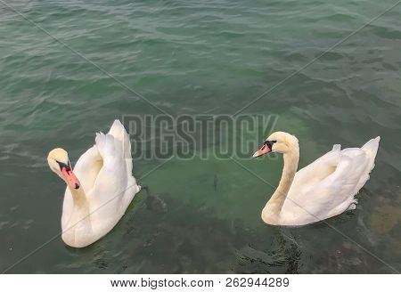 View Of Swans In Calm Water Stock Photos