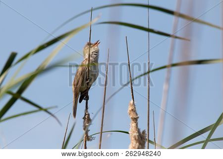 Bird Great Reed Warbler Acrocephalus Sits On Bulrush, Reed Or Cattail At Sunny Spring Day In Europe