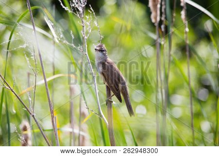 Bird Great Reed Warbler Acrocephalus Sits On Branch Among Spring Greens Of Europe